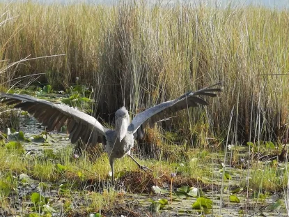 Uganda: the Birding King