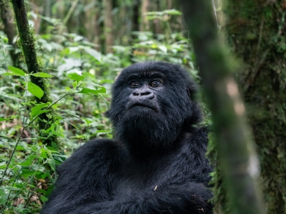 Bwindi Impenetrable National Park