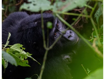 Gorilla Trekking in East Africa