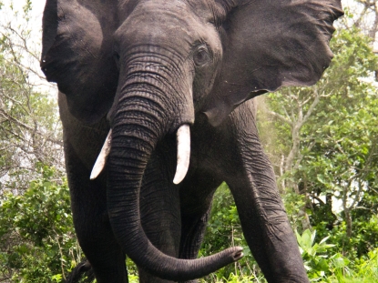 Walking Safaris in Tanzania