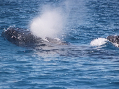 Whale Watching in Kenya